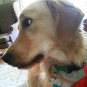 Meet your Posher, Molly